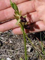 Ophrys exaltata arachnitiformis