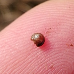 Euconulus
