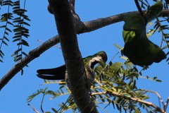 Anthracothorax veraguensis