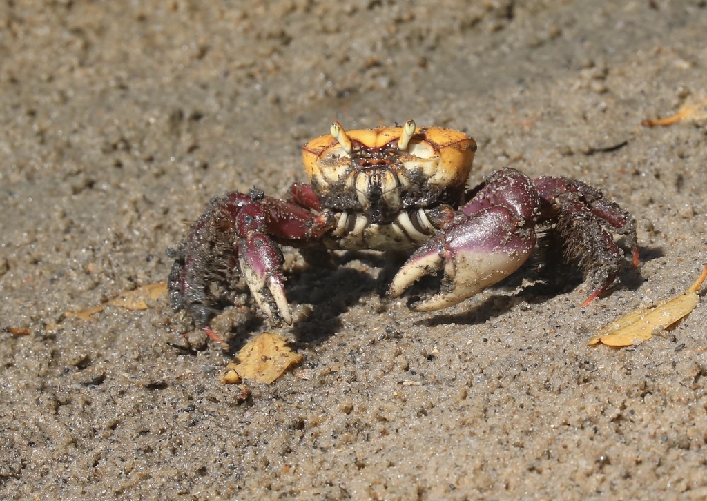 swamp ghost crab