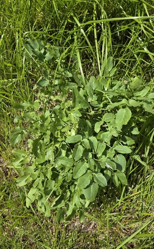 Opopanax chironium (Opopanax chironium)
