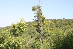 Pterocarpus rotundifolius image