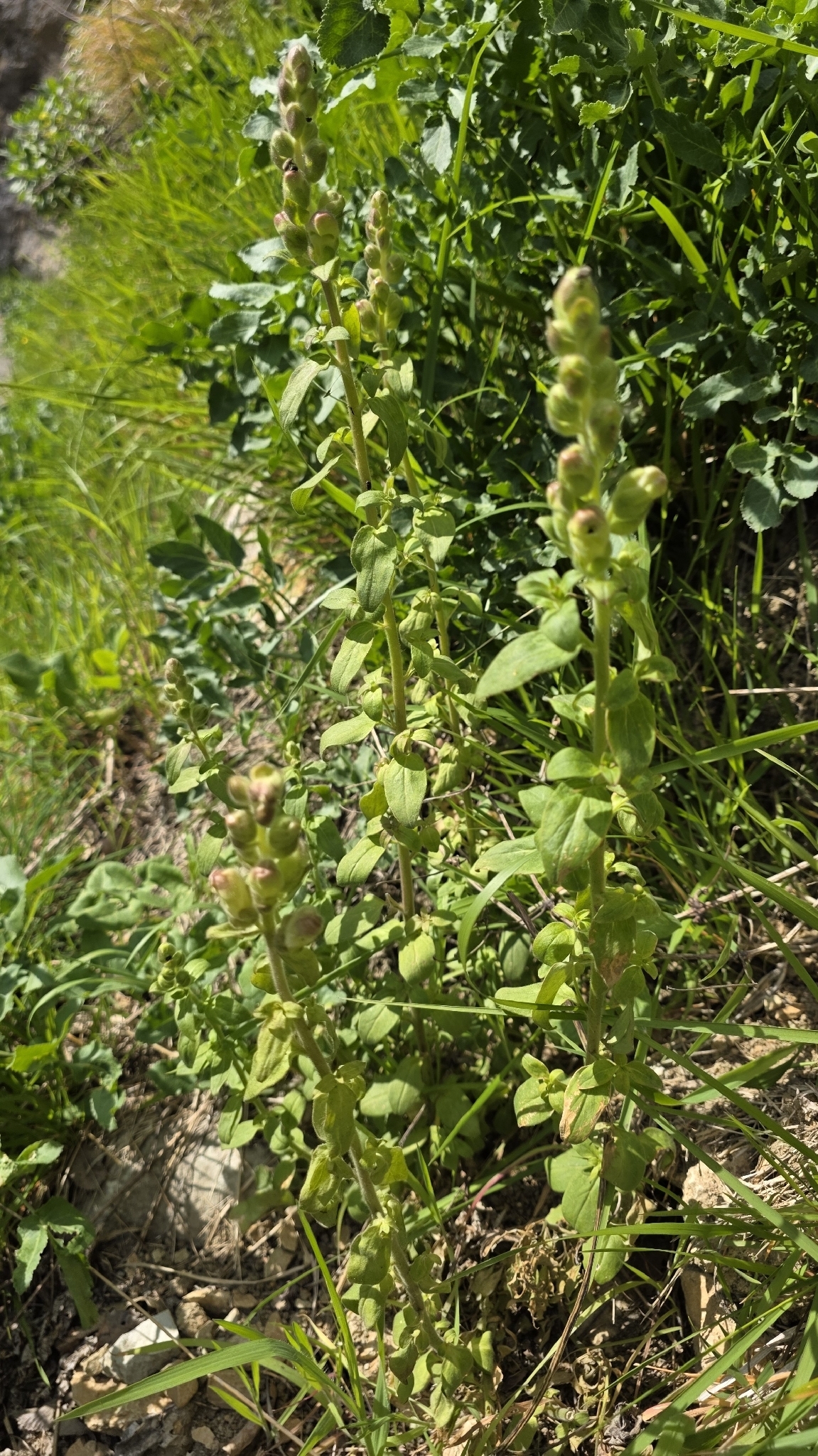 Antirrhinum Latifolium (Antirrhinum latifolium)