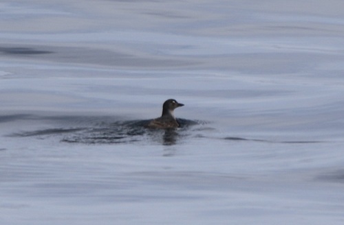 Cassin's Auklet (Ptychoramphus aleuticus), photo 4