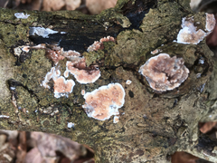 Eichleriella deglubens