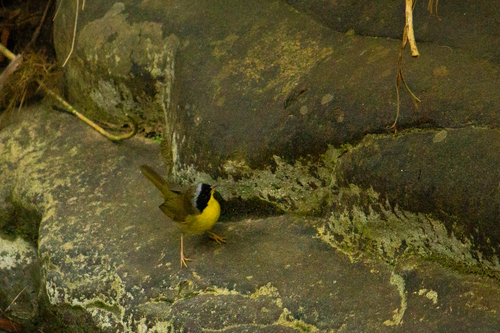 Common Yellowthroat