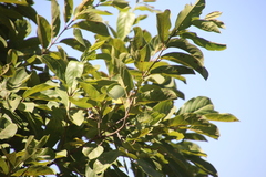 Combretaceae