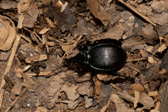 Sphaeroderus
