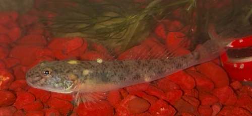 American freshwater goby (Ctenogobius shufeldti) — Gobiidae — 5