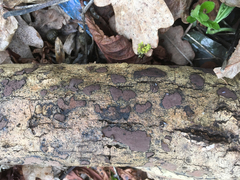 Biscogniauxia nummularia