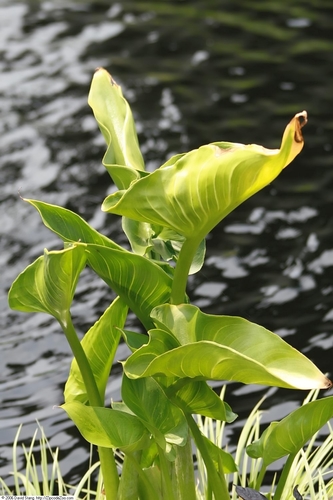Zantedeschia aethiopica