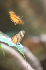 Eueides olympia lybioides