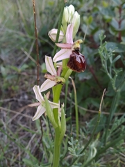 Ophrys exaltata arachnitiformis