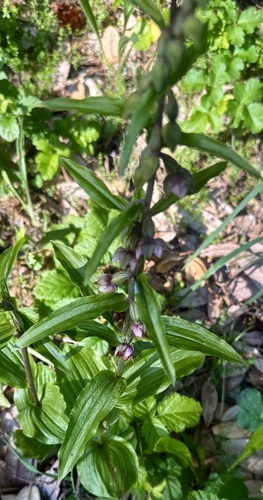 Broad-leaved helleborine (Epipactis helleborine)