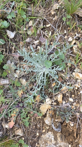 Whitish-leaved Knapweed (Centaurea leucophaea)