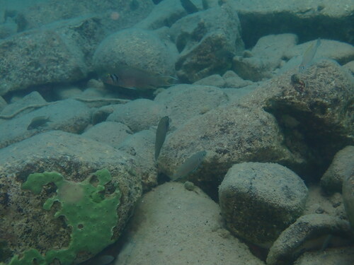 Neolamprologus pulcher