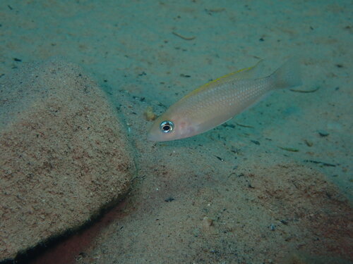 Neolamprologus caudopunctatus