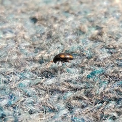 Phyllotreta exclamationis