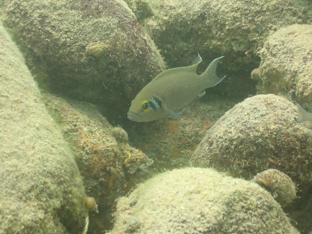 Daffodil cichlid (Neolamprologus pulcher) — Cichlidae