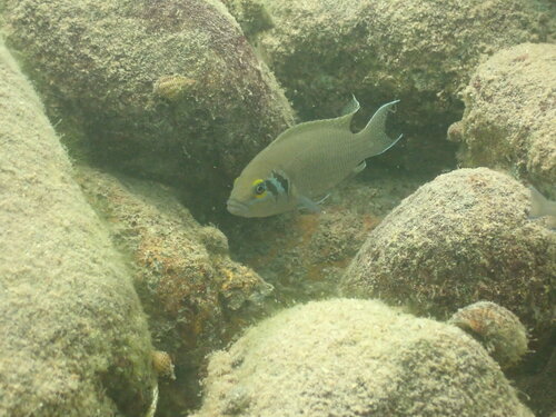 Prinses van Burundi (Neolamprologus pulcher) — Cichlidae