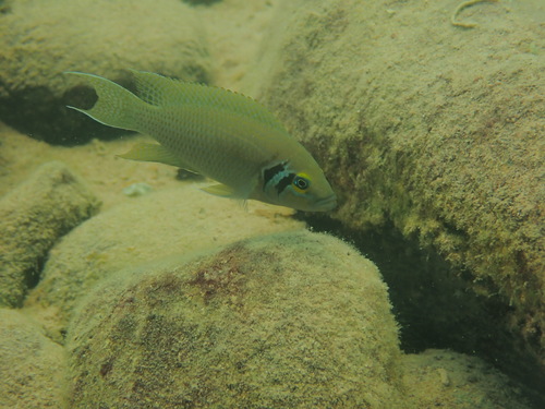 Daffodil cichlid (Neolamprologus pulcher) — Cichlidae — 2