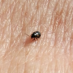 Phyllotreta exclamationis