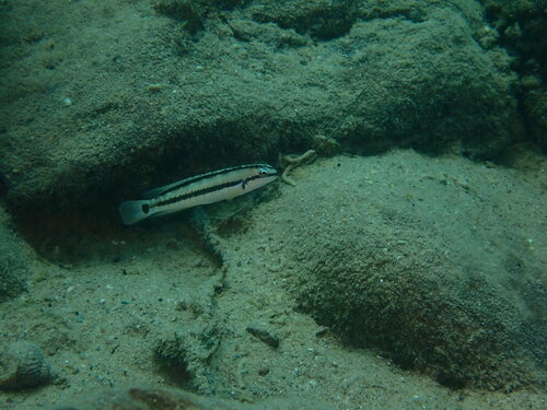 Telmatochromis vittatus
