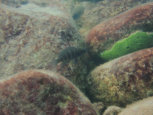 Neolamprologus savoryi