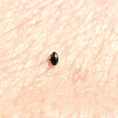 Phyllotreta exclamationis