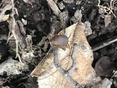 Myrmecophilus pergandei