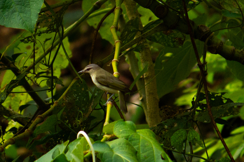 Black-whiskered Vireo