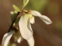 Asimina reticulata