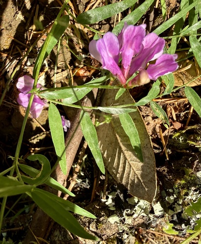 American vetch (Vicia americana)
