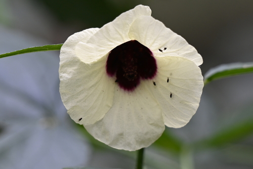 Prickly Hibiscus (Hibiscus diversifolius)