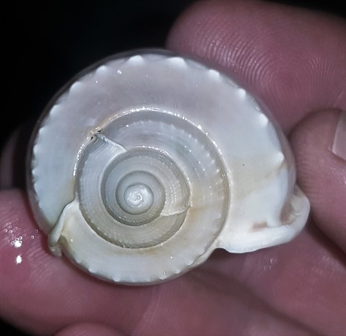 Grey Bonnet Snail