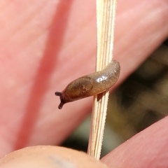 Arion intermedius