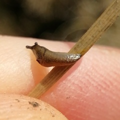 Arion intermedius