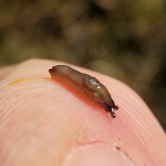 Arion intermedius