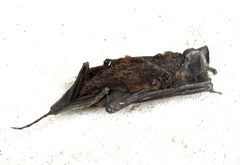 Nyctinomops macrotis