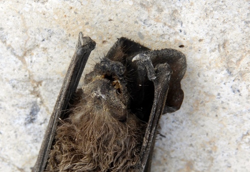 Big Free-tailed Bat