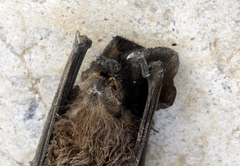 Nyctinomops macrotis