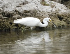 Egretta garzetta nigripes