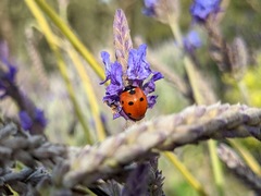 Coccinella septempunctata