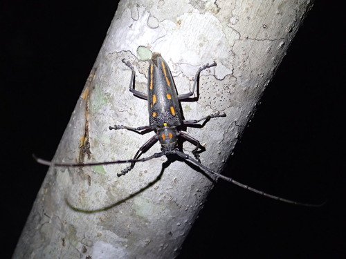 Batocera rosenbergii