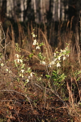Asimina reticulata