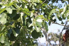Pterocarpus rotundifolius image
