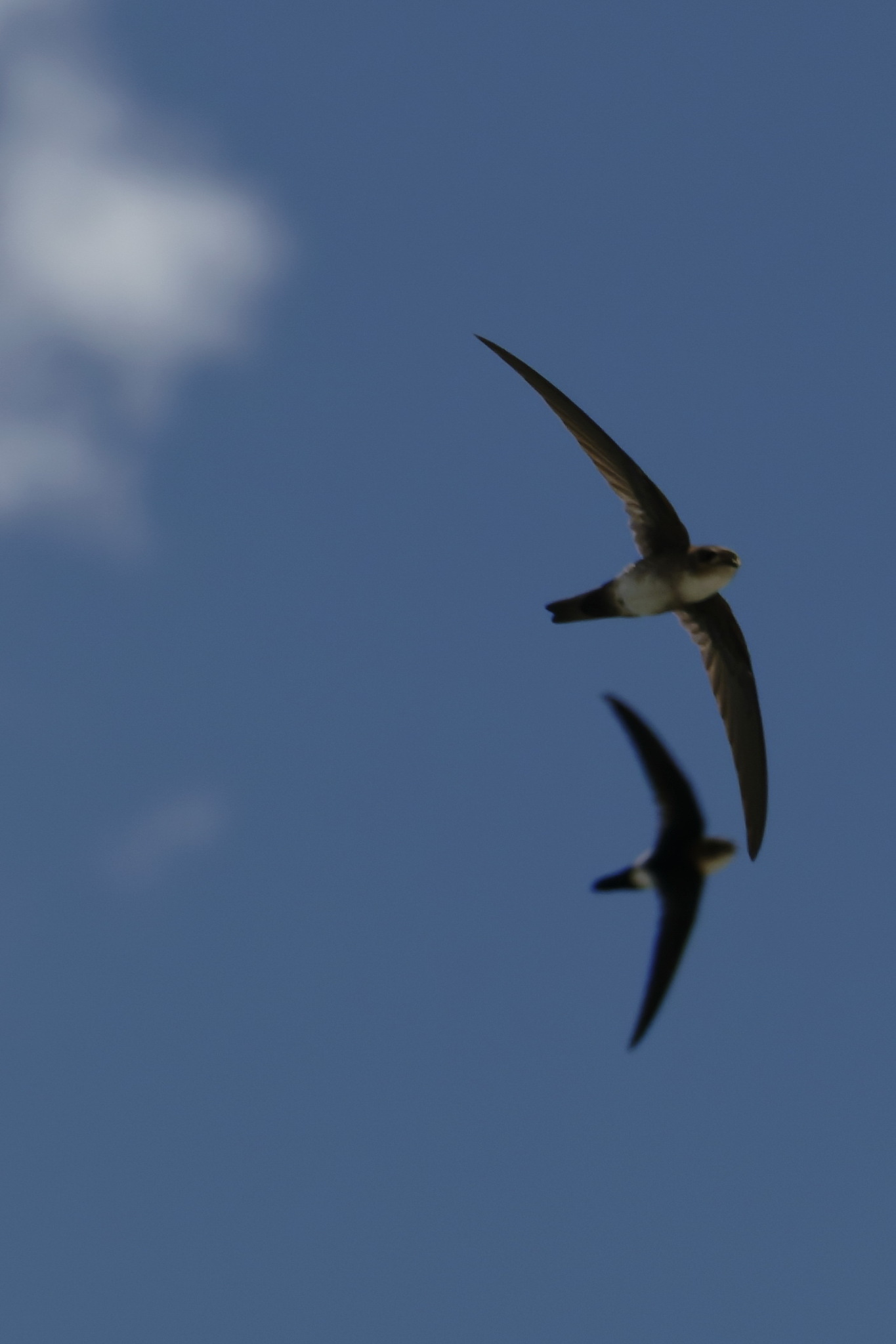 Antillean Palm Swift (Tachornis phoenicobia), photo 5