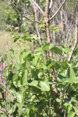 Pterocarpus rotundifolius image