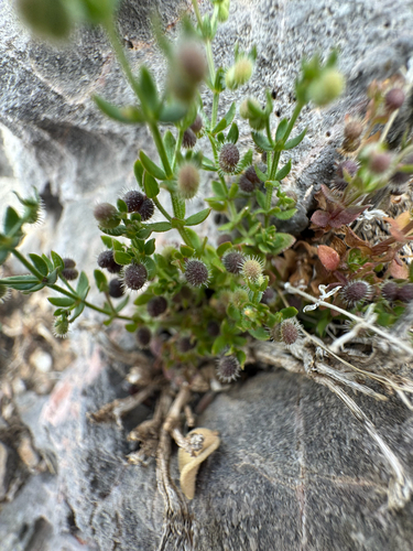 desert bedstraw