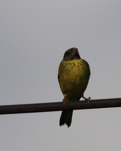 iNaturalist image